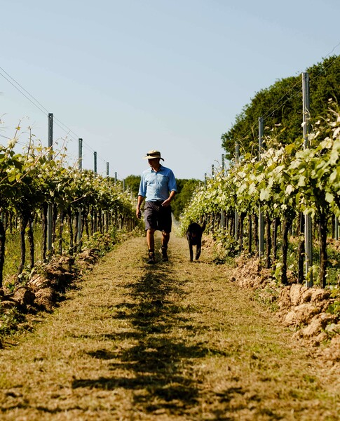 Ripe and ready A taste of success for English wine